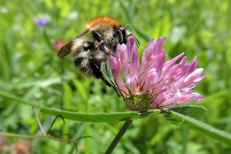 hummel-1467619_1920_Pixabay.jpg